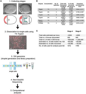 Resolving Transcriptional States and Predicting Lineages in the Annelid Capitella teleta Using Single-Cell RNAseq